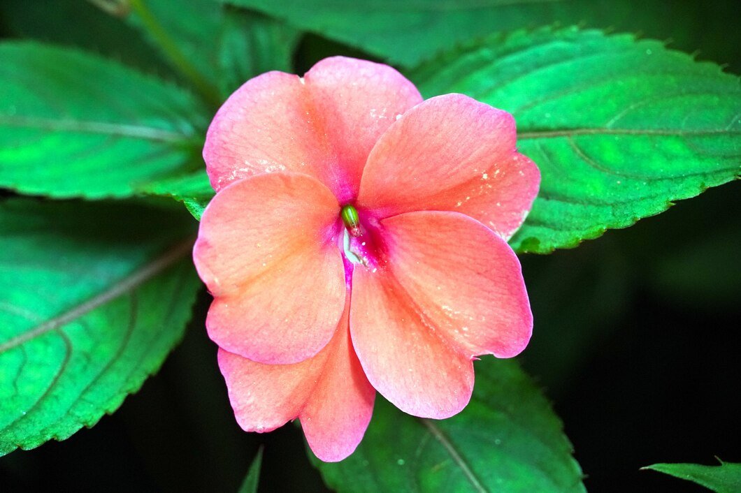 close-up-purple-impatiens-flower_181624-40566