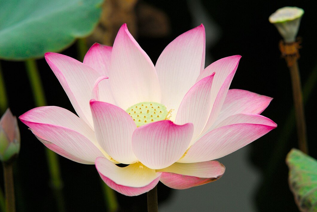 closeup-shot-lotus-flower_181624-31124