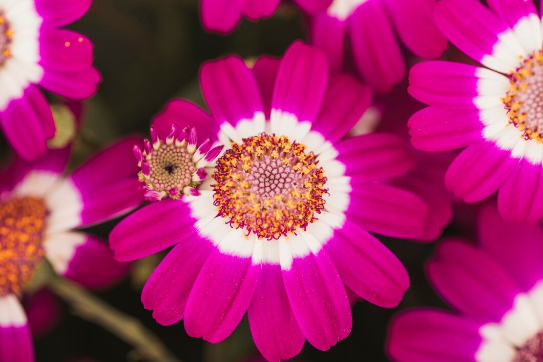 wonderful-violet-flowers-with-yellow-center_23-2148060182